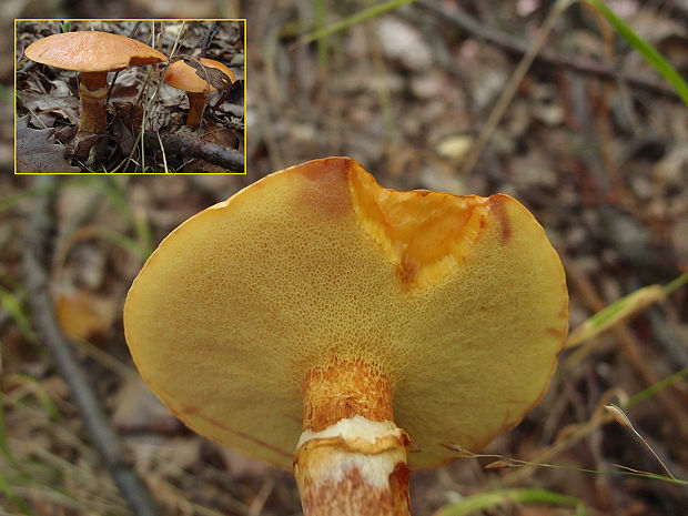 masliak smrekovcový Suillus grevillei (Klotzsch) Singer