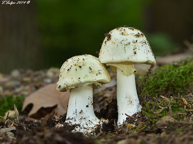 muchotrávka citrónovožltá Amanita citrina Pers.