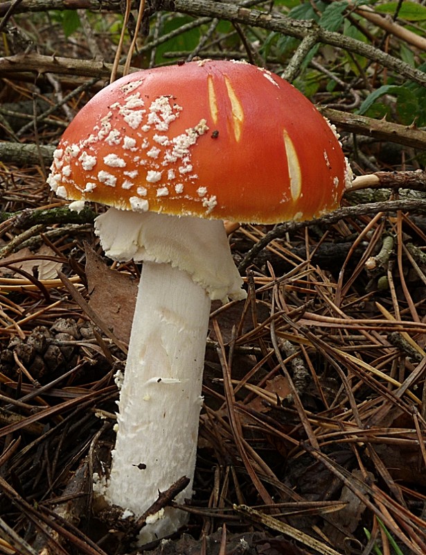 muchotrávka červená Amanita muscaria (L.) Lam.