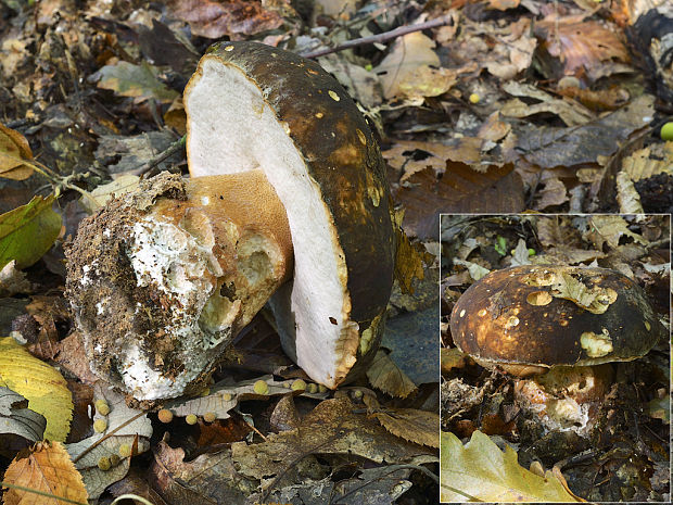 hríb bronzový Boletus aereus Bull. ex Fr.