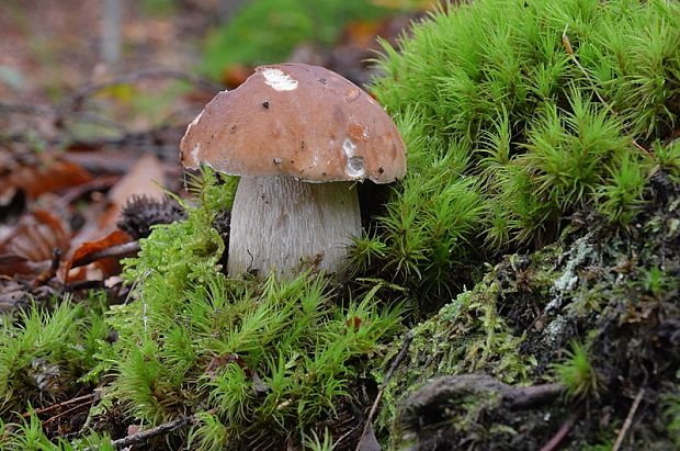 hríb smrekový Boletus edulis Bull.