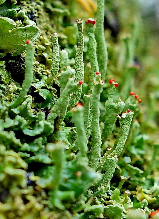 dutohlávka Cladonia sp.