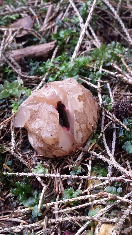 mrežovka kvetovitá Clathrus archeri (Berk.) Dring