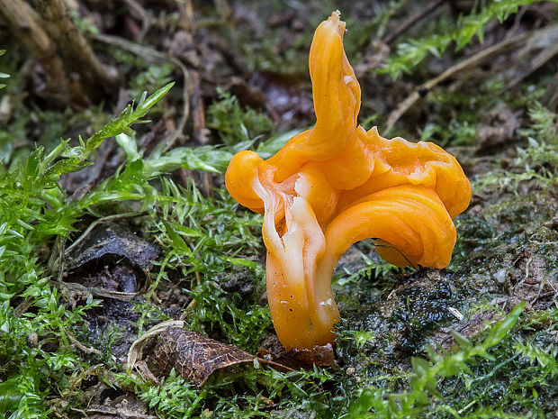 pakonárovka Clavulinopsis sp.