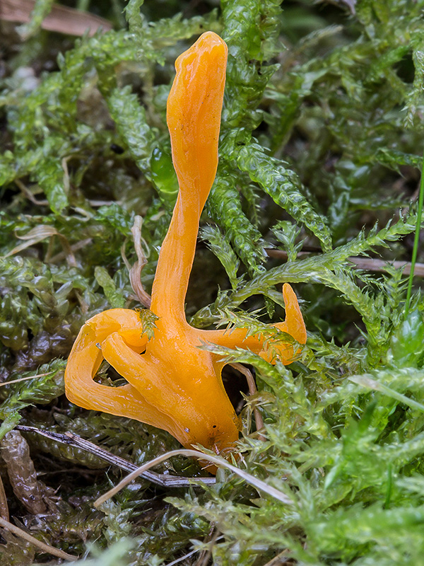 pakonárovka Clavulinopsis sp.