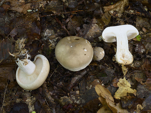 strmuľka inovaťová Clitocybe nebularis (Batsch) P. Kumm.