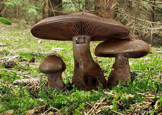 pavučinovec Cortinarius sp.