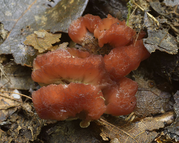 lievikovka buková Cotylidia pannosa (Sowerby) D.A. Reid