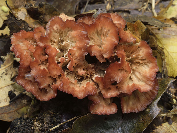 lievikovka buková Cotylidia pannosa (Sowerby) D.A. Reid