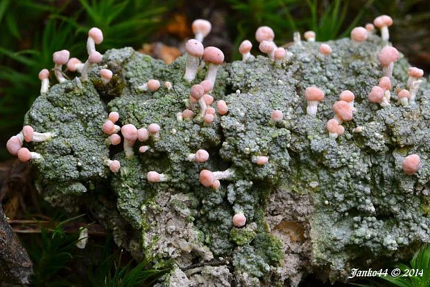 malohubka ružová Dibaeis baeomyces (L. f.) Rambold & Hertel