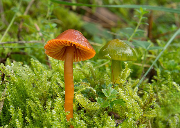 lúčnica tehlová Gliophorus sciophanus (Fr.) Herink