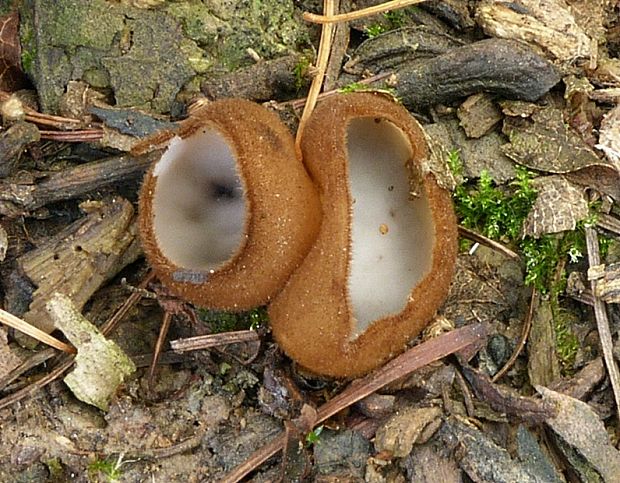 humária polguľovitá Humaria hemisphaerica (F.H. Wigg.) Fuckel