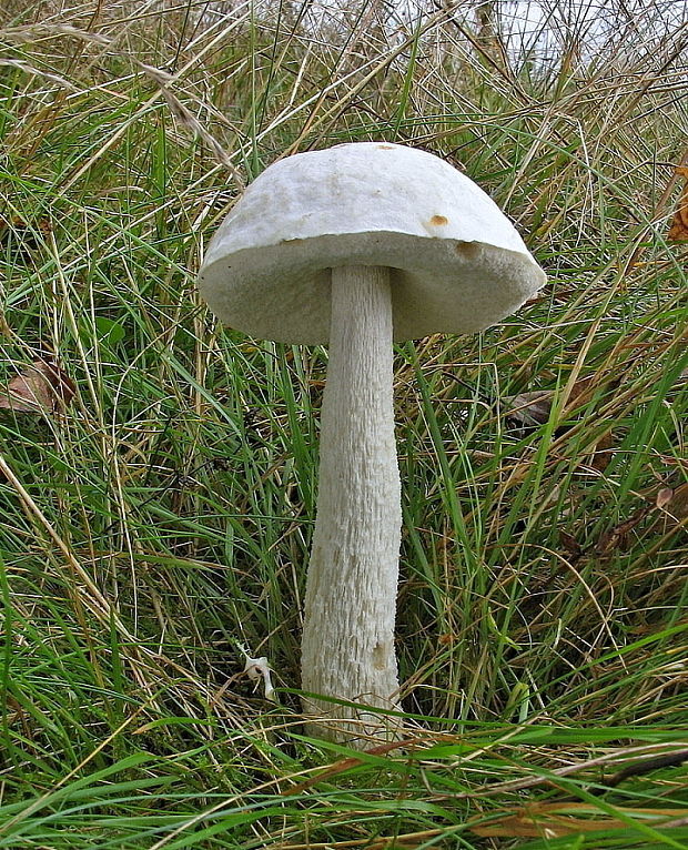 kozák Leccinum sp.