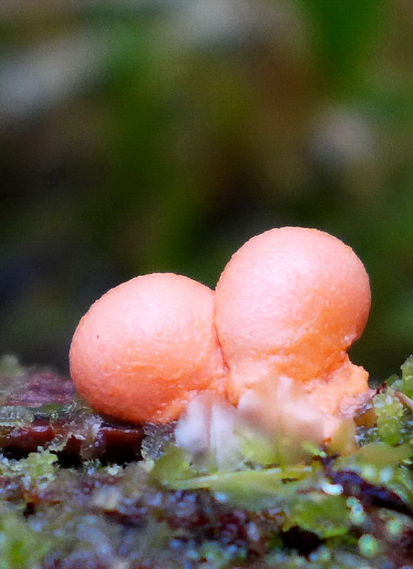 vlčinka Lycogala sp.