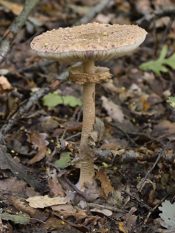 bedľa vysoká Macrolepiota procera (Scop.) Singer