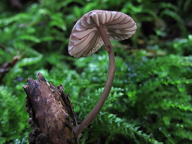 prilbička krvavá Mycena sanguinolenta (Alb. & Schwein.) P. Kumm.