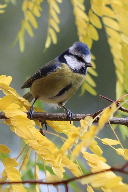 sýkorka belasá Parus caeruleus