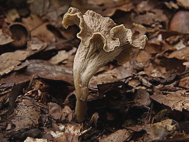 palievik kučeravý Pseudocraterellus undulatus (Pers.) Rauschert