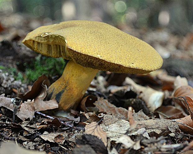 masliak strakatý Suillus variegatus (Sw.) Kuntze