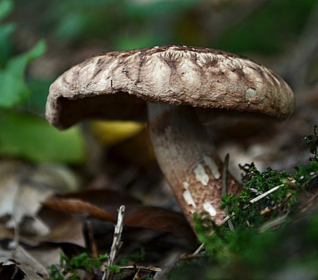 čírovka škridlicovitá Tricholoma vaccinum (Schaeff.) P. Kumm.