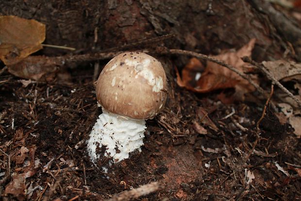 pečiarka obrovská Agaricus augustus Fr.