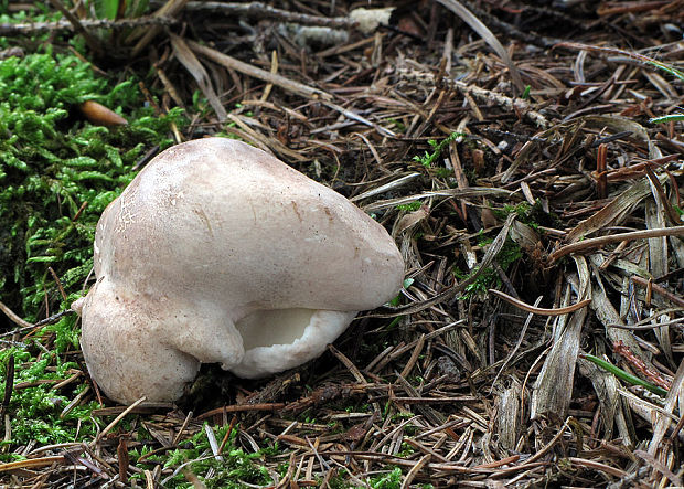 krásnopórovec ovčí Albatrellus ovinus (Schaeff.) Kotl. & Pouzar