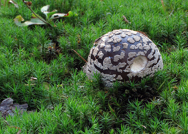 muchotrávka hrubá Amanita excelsa (Fr.) Bertill.