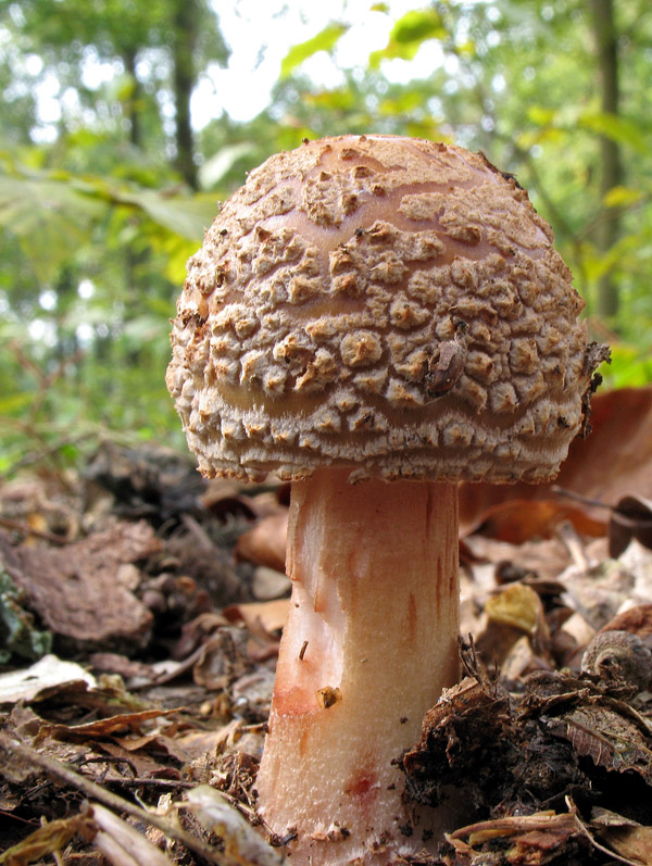 muchotrávka červenkastá Amanita rubescens Pers.