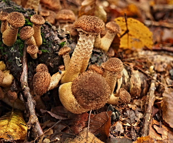 podpňovka obyčajná Armillaria mellea (Vahl) P. Kumm.