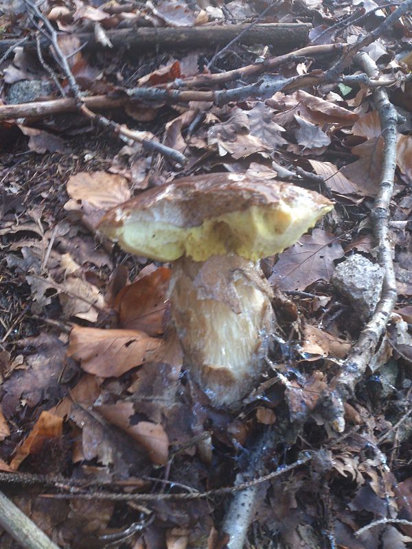 hríb smrekový Boletus edulis Bull.