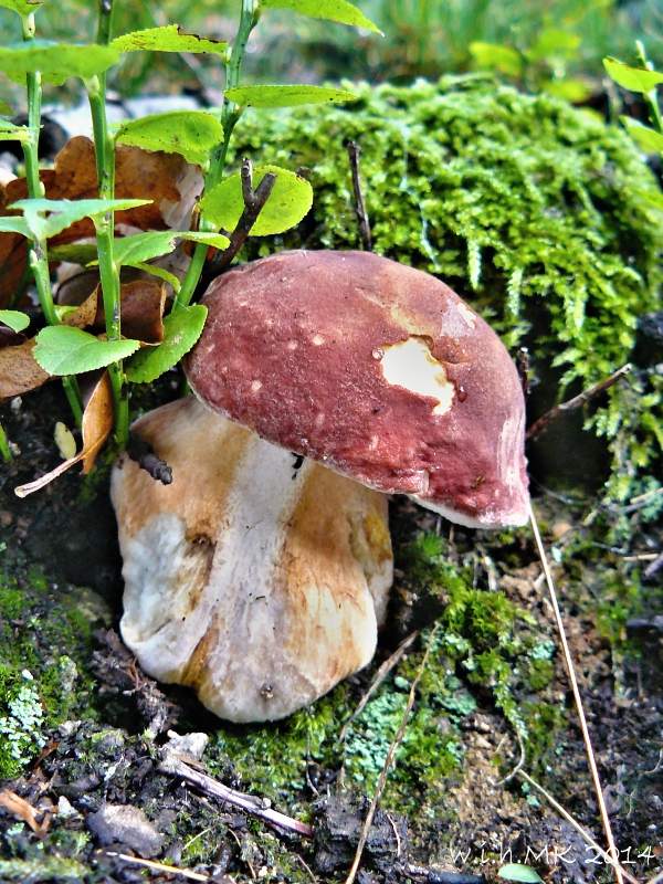 hríb sosnový Boletus pinophilus Pil. et Dermek in Pil.