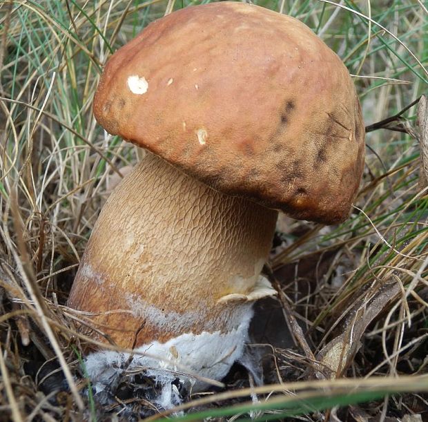 hríb dubový Boletus reticulatus Schaeff.