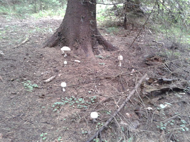 bedľa červenejúca Chlorophyllum rachodes (Vittad.) Vellinga