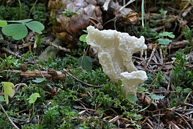 konárovka vráskavá Clavulina rugosa (Bull.) J. Schröt.