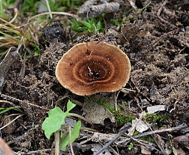 kožovník škoricovohnedý Coltricia cinnamomea (Jacq.) Murrill