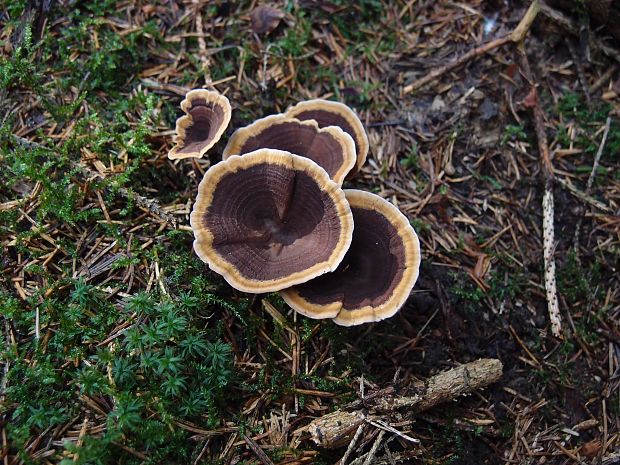 kožovník pásikavý Coltricia perennis (L.) Murrill