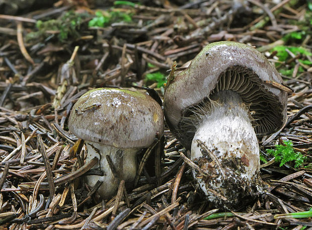 pavučinovec olivový Cortinarius infractus (Pers.) Fr.