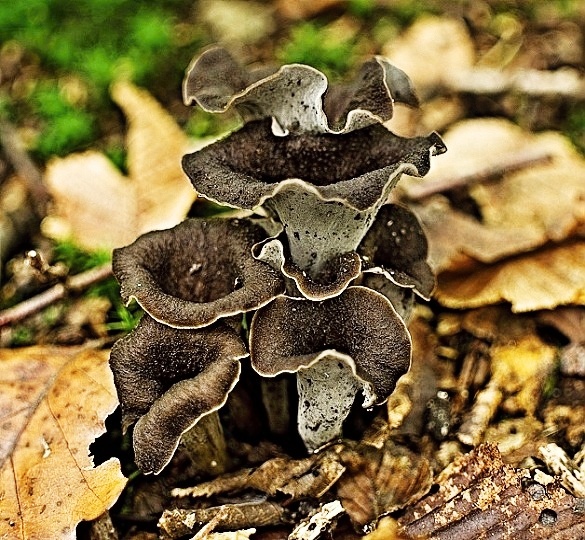 lievik trúbkovitý Craterellus cornucopioides (L.) Pers.