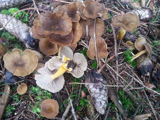 kuriatko lievikovité Craterellus tubaeformis (Fr.) Quél.