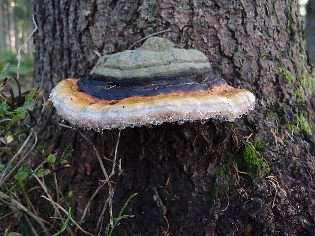 práchnovček pásikavý Fomitopsis pinicola (Sw.) P. Karst.