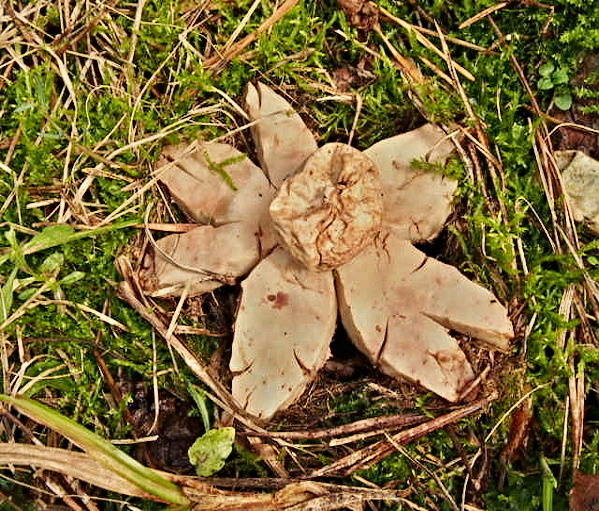 hviezdovka červenkastá Geastrum rufescens Pers.