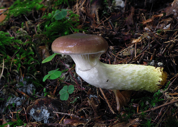 sliziak mazľavý Gomphidius glutinosus (Schaeff.) Fr.