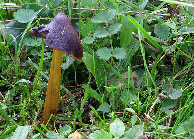 lúčnica kužeľovitá Hygrocybe conica (Schaeff.) P. Kumm.