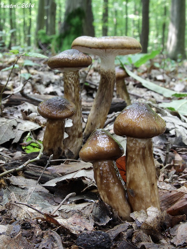 šťavnačka Persoonova Hygrophorus persoonii Arnolds