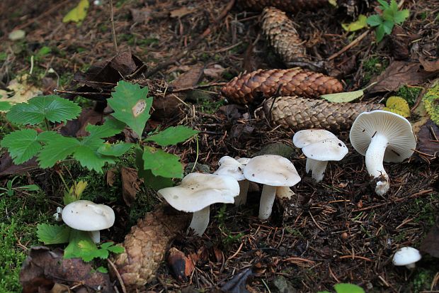 šťavnačka Hygrophorus sp.