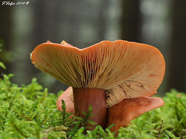 rýdzik pomarančový Lactarius aurantiacus (Pers.) Gray