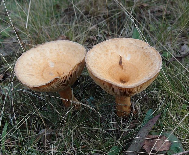 rýdzik rapavý Lactarius scrobiculatus (Scop.) Fr.