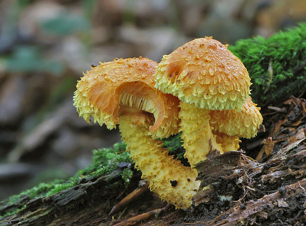 šupinovka ohnivá Pholiota flammans (Batsch) P. Kumm.