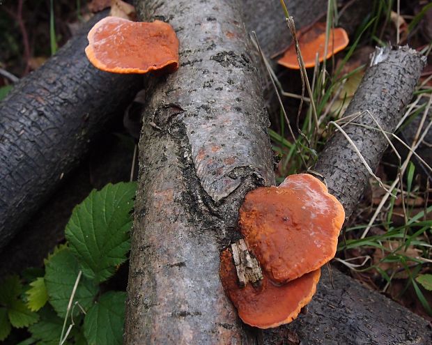 červenica rumelková Pycnoporus cinnabarinus (Jacq.) P. Karst.