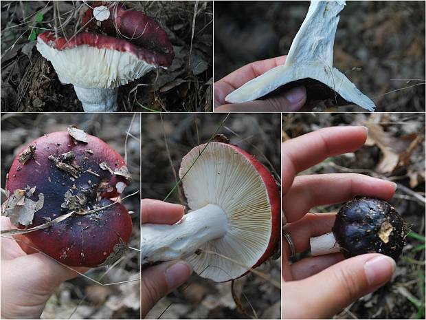 plávka tmavopurpurová Russula atropurpurea (Krombh.) Britzelm.